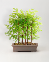 NEW Bonsai Forest Box