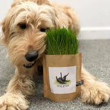 Garden in a Bag Dog Grass