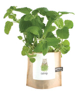 Garden in a Bag Catnip