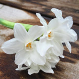 Garden in a Bag Paperwhites