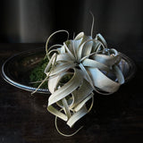 Tillandsia - Air Plant