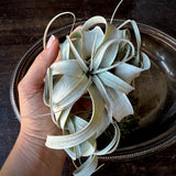 Tillandsia - Air Plant