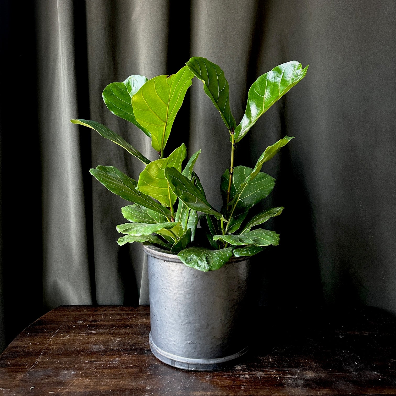 FiddleLeaf Fig Terra Bella Flowers