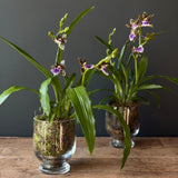 Zygopetalum Orchid
