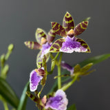Zygopetalum Orchid