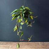 Heartleaf Philodendron "Brasil"