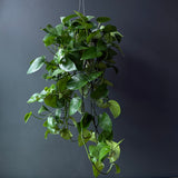 'Green Queen' Pothos