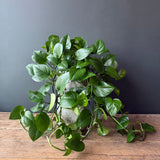 'Green Queen' Pothos