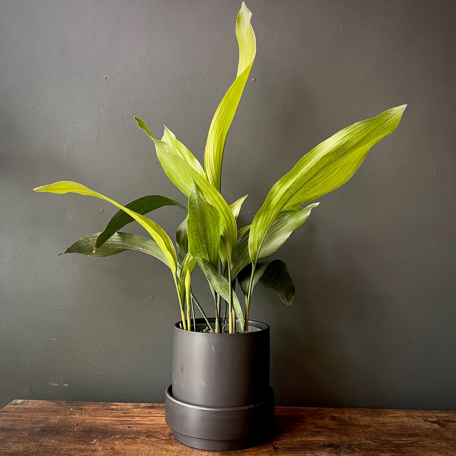 cast iron plant Aspidistra Elatior