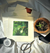 NEW Bonsai Forest Box