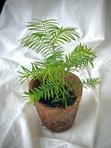NEW Bonsai Forest Box