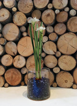Garden in a Bag Paperwhites