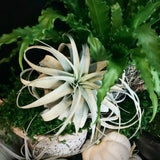 Tillandsia - Air Plant