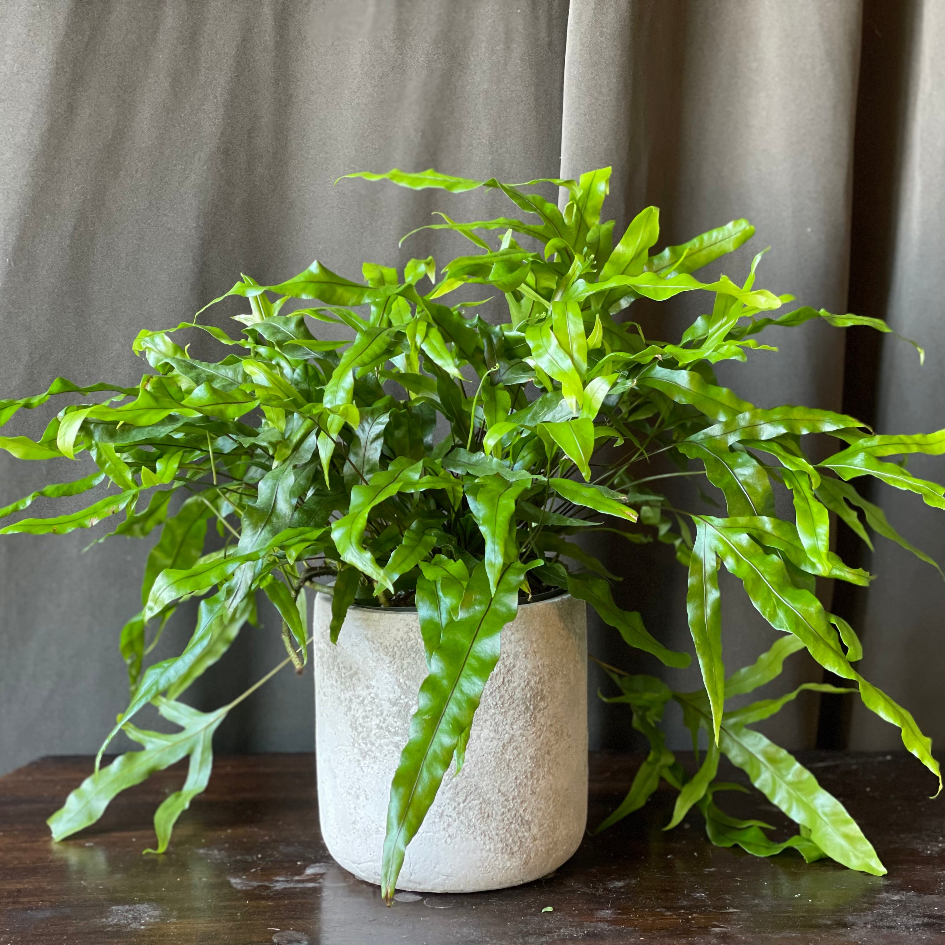 Kangaroo 2025 paw fern
