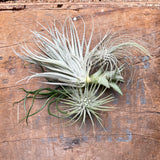 Tillandsia - Air Plant