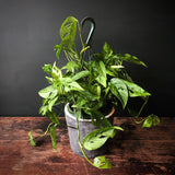 Philodendron 'Swiss Cheese Plant'