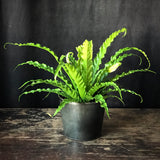 Bird's Nest Fern 'Victoria'