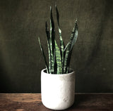Sansevieria