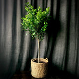 Ficus Moclame