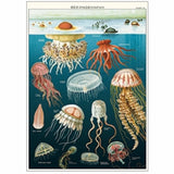 Cavallini & Co Wrapping and Poster Paper