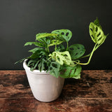 Philodendron 'Swiss Cheese Plant'