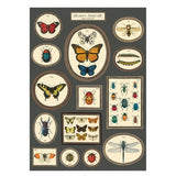 Cavallini & Co Wrapping and Poster Paper