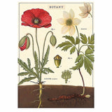 Cavallini & Co Wrapping and Poster Paper