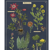 Cavallini & Co Wrapping and Poster Paper