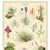 Cavallini & Co Wrapping and Poster Paper