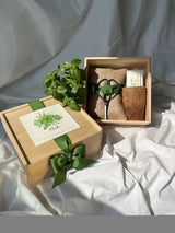NEW Bonsai Forest Box
