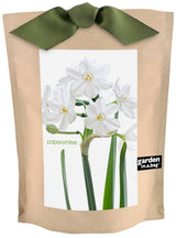 Garden in a Bag Paperwhites