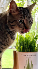 Garden in a Bag Cat Grass