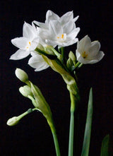 Garden in a Bag Paperwhites