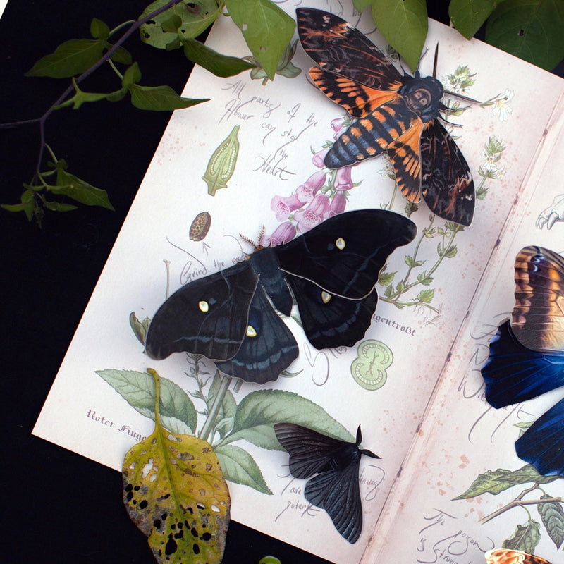 Moth and Myth