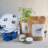 Garden in a Bag Cat Grass