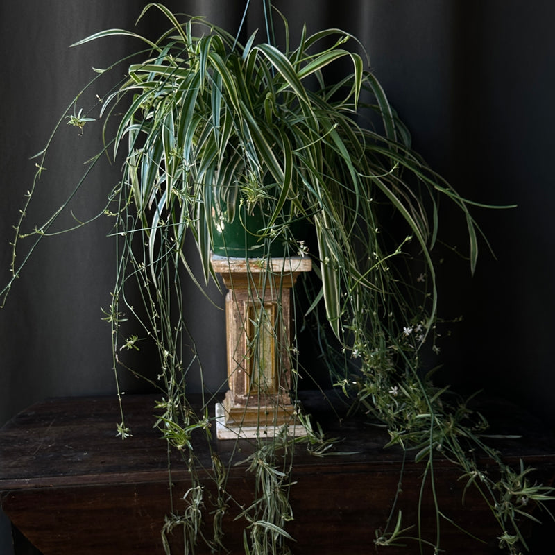 10 Giant Spider Plant