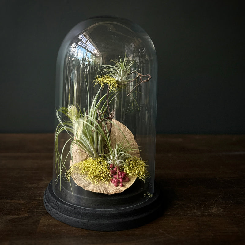 Tillandsia Terrarium
