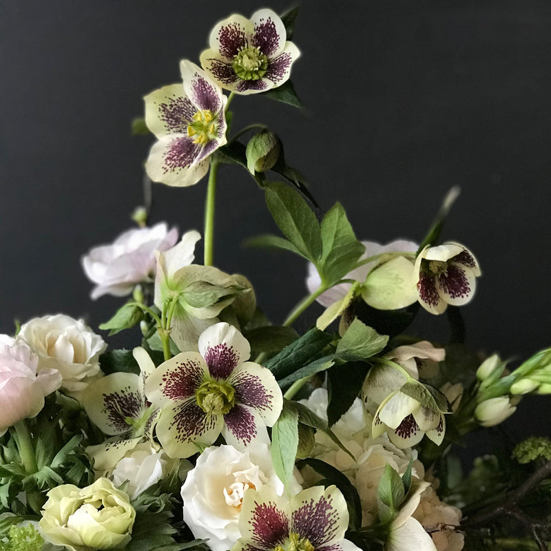 Wine & Design | Woodland Florals w/ Hellebores | Thursday March 21st
