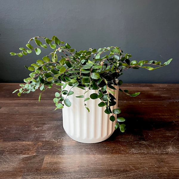 Button Fern