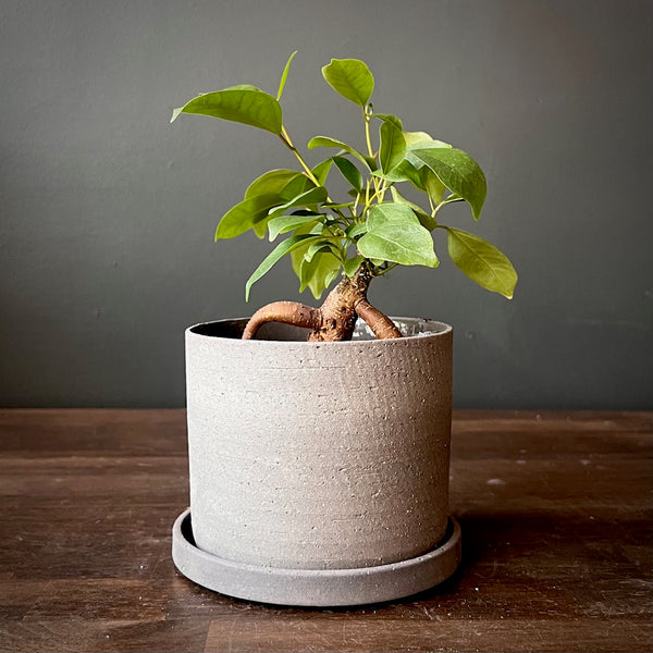 Ficus Retusa 'Ginseng'