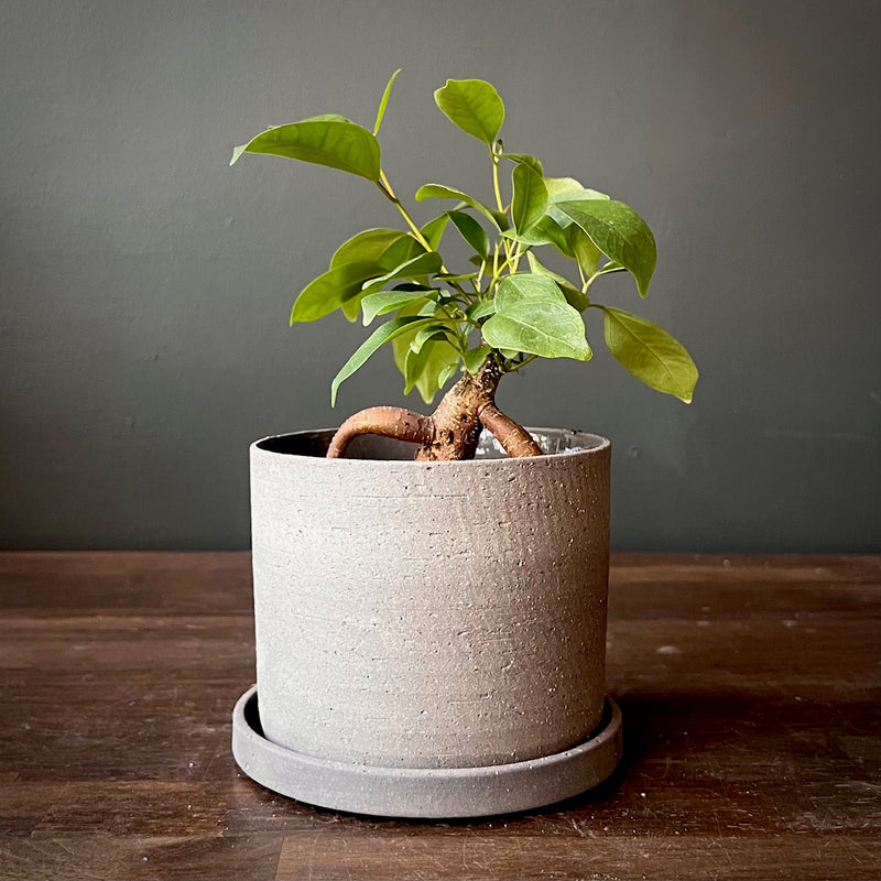 Ficus Retusa 'Ginseng'