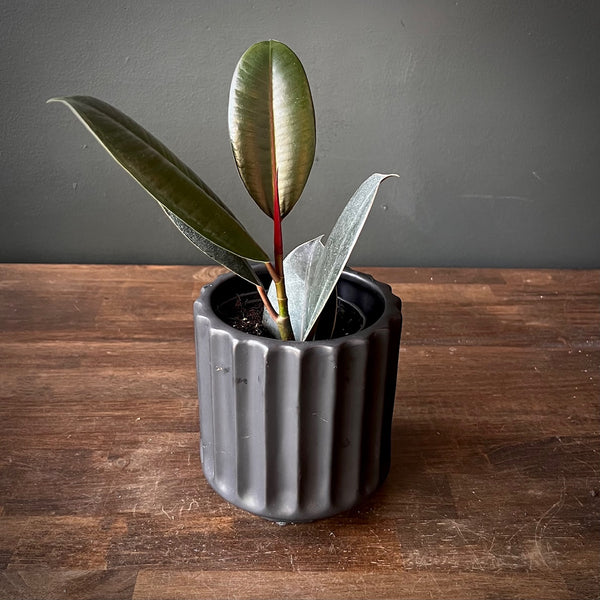 Rubber Tree