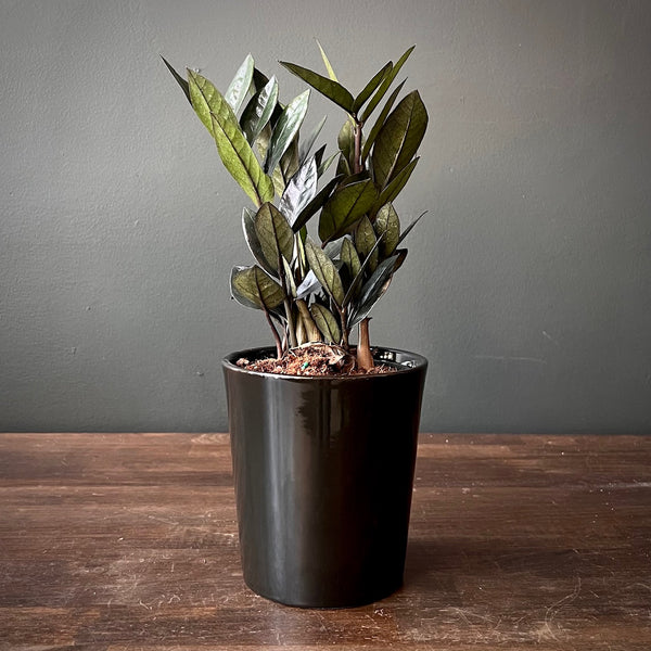 ZZ Plant 'Supernova'