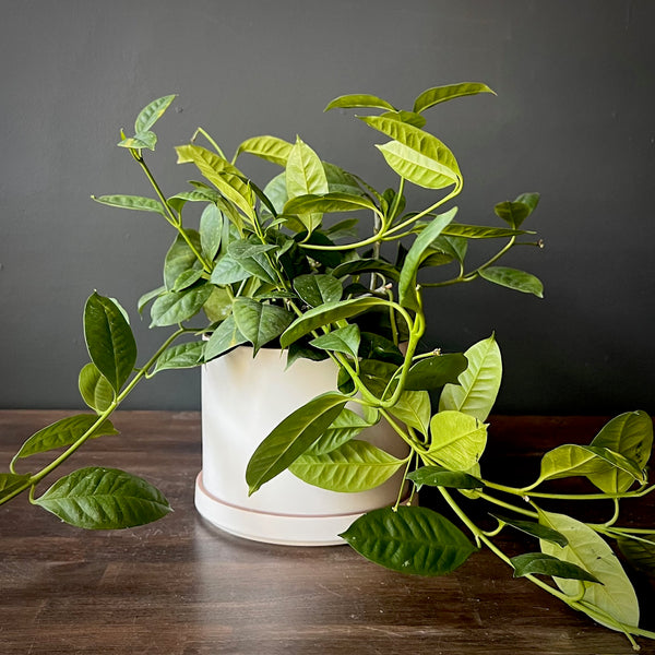 Shooting Star Wax Plant