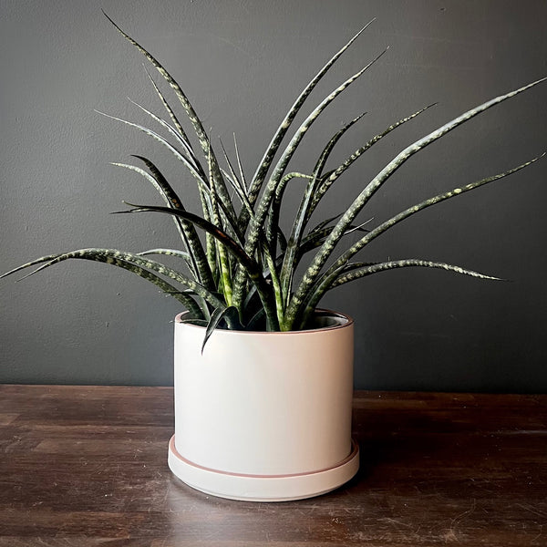 Fenwood Snake Plant