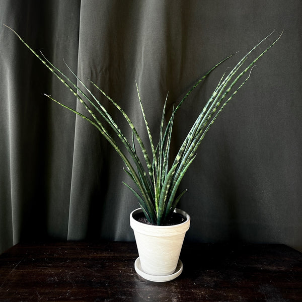 Fernwood Snake Plant