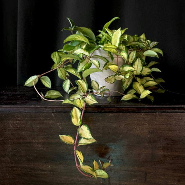 Tricolor Hoya