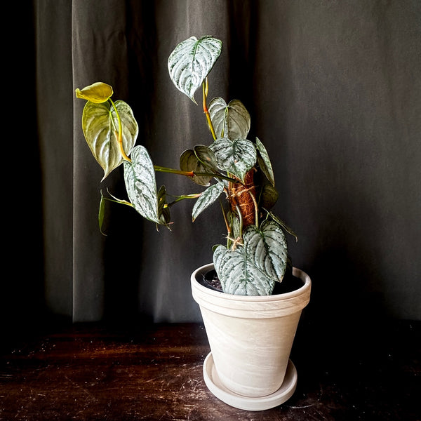 Silver Leaf Philodendron