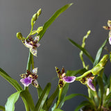 Zygopetalum Orchid