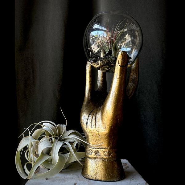 Mystic Hand Tillandsia Terrarium